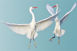 Egrets