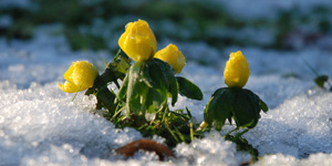 aconites in snow