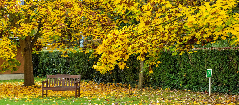 Bench in garden