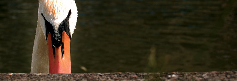 Swan poking its head above parapet