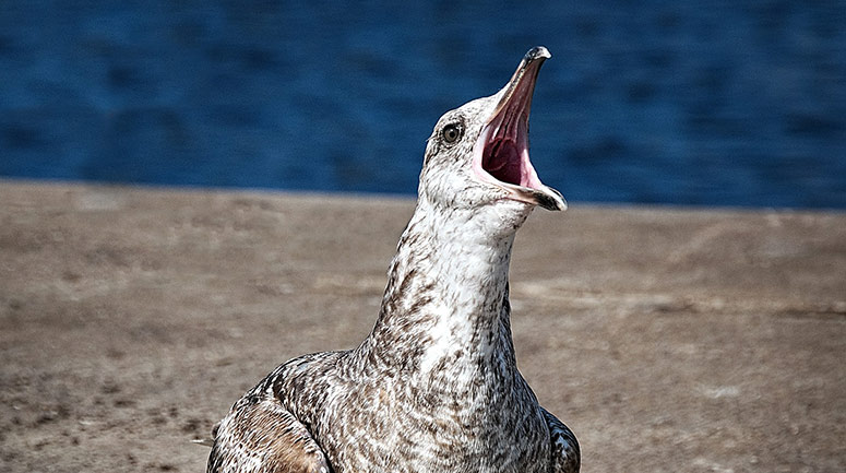 Bird calling